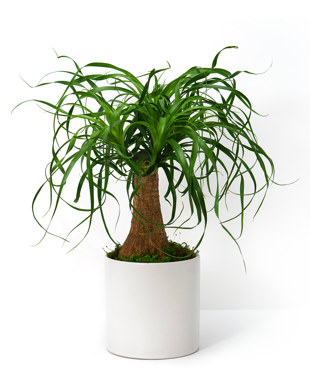 Corporate flower arrangements