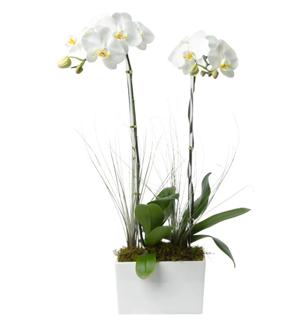 Housewarming Gift flower arrangements