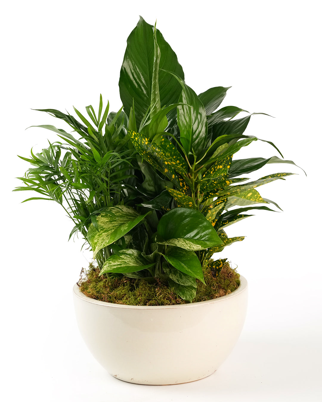 Dish Garden Ceramic