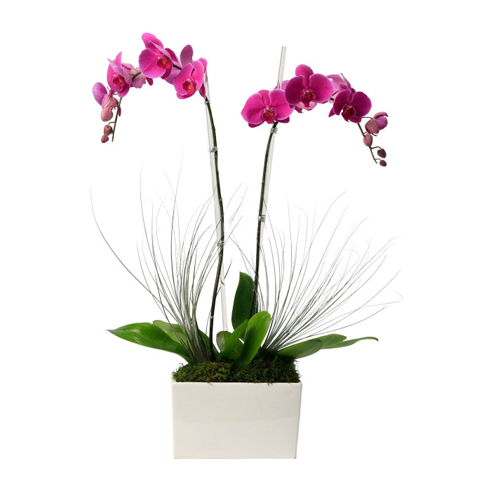 Double Stem Purple Phalaenopsis Orchid