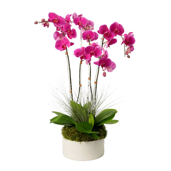 Four Stem Purple Phalaenopsis Orchid