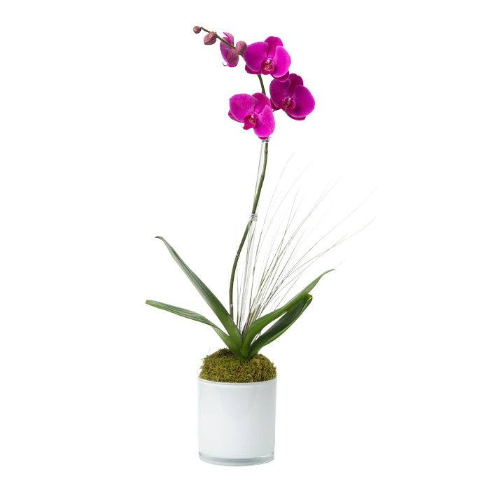 Single Stem Purple Phalaenopsis Orchid