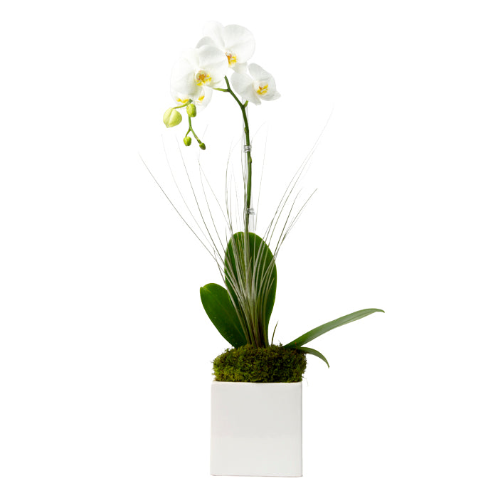 Single Stem White Phalaenopsis Orchid