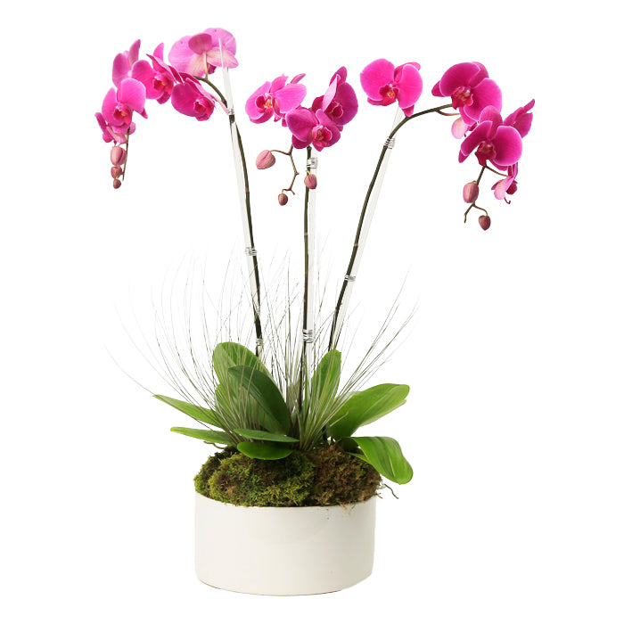 Triple Stem Purple Phalaenopsis Orchid